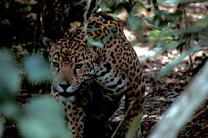 A jaguar, one of the species affected by the border fence