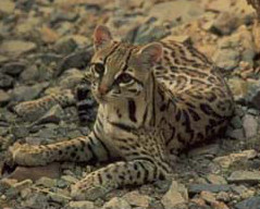 Mobility of ocelots in the fenced areas may be affected  