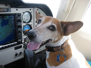 Fancypants, a Jack Russell Terrier