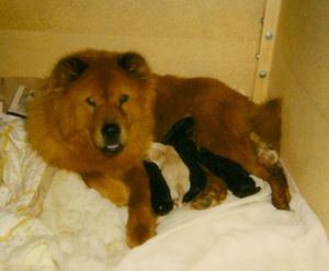 Tasha, a chow chow, and her puppies