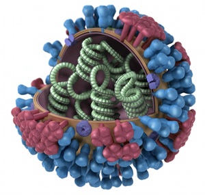 H1N1 3D graphic representation of a generic influenza virion’s ultrastructure