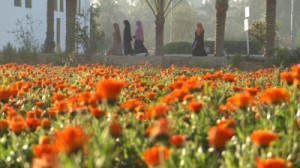 Sekem calendula field