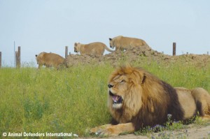 Hercules family after rescue