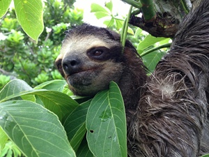 An adult sloth