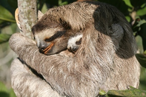 A mother sloth with her baby